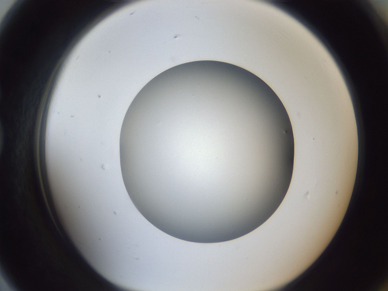 folderID383_plateID1383_batchID4985_wellNum79_profileID1_d1_r84574_ef.jpg