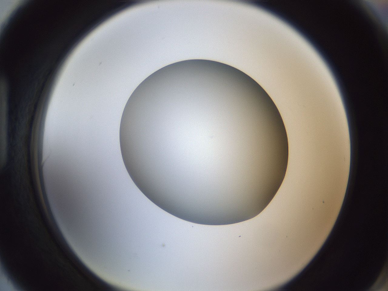 folderID383_plateID1383_batchID4985_wellNum90_profileID1_d1_r84585_ef.jpg