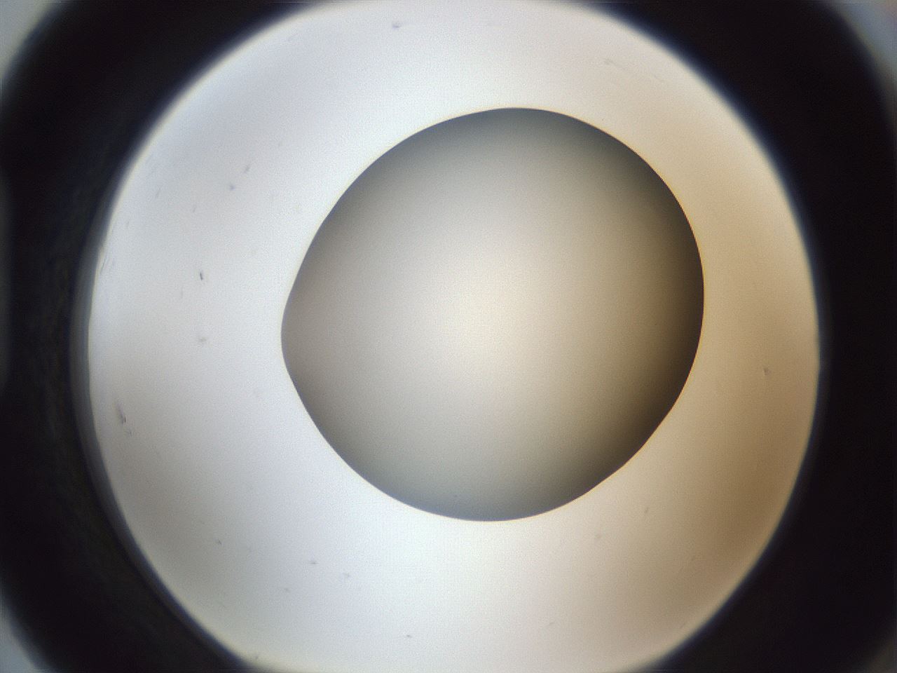 folderID383_plateID1383_batchID4985_wellNum91_profileID1_d1_r84586_ef.jpg
