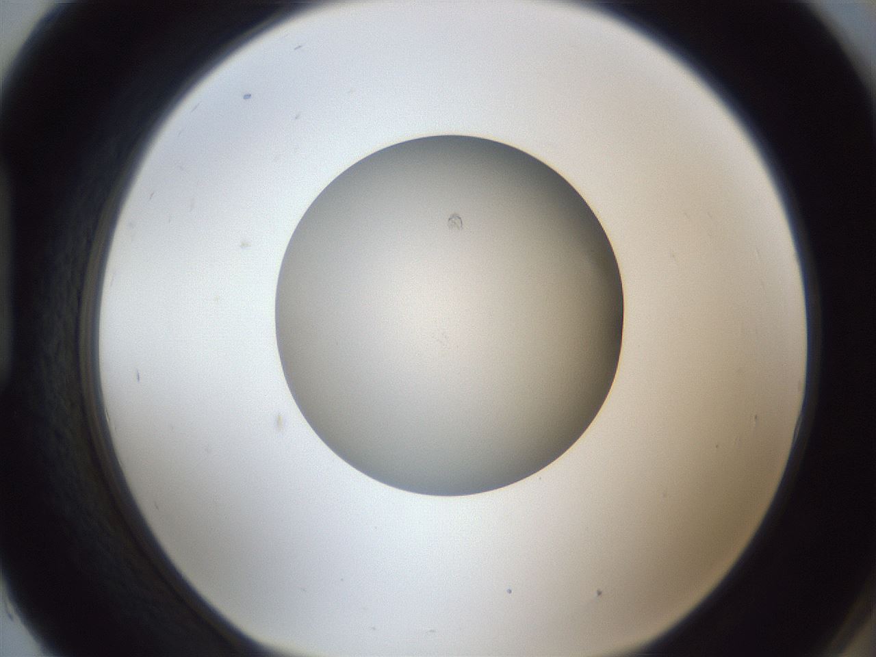 folderID383_plateID1383_batchID4985_wellNum93_profileID1_d1_r84588_ef.jpg