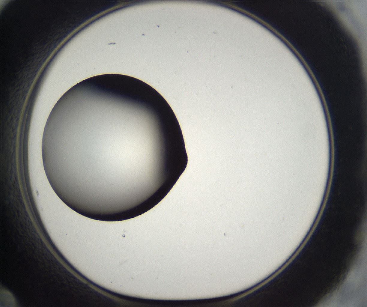 folderID383_plateID2383_batchID11267_wellNum60_profileID1_d1_r176670_ef.jpg