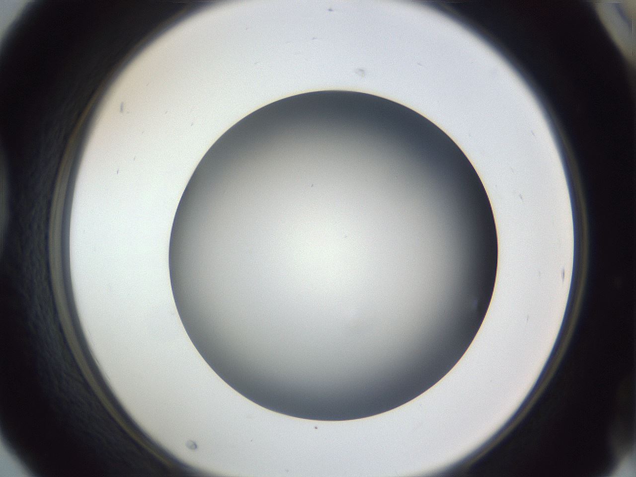 folderID384_plateID1384_batchID4986_wellNum42_profileID1_d1_r84633_ef.jpg