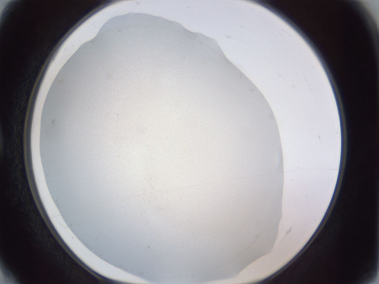 folderID384_plateID1384_batchID4986_wellNum4_profileID1_d1_r84595_ef.jpg