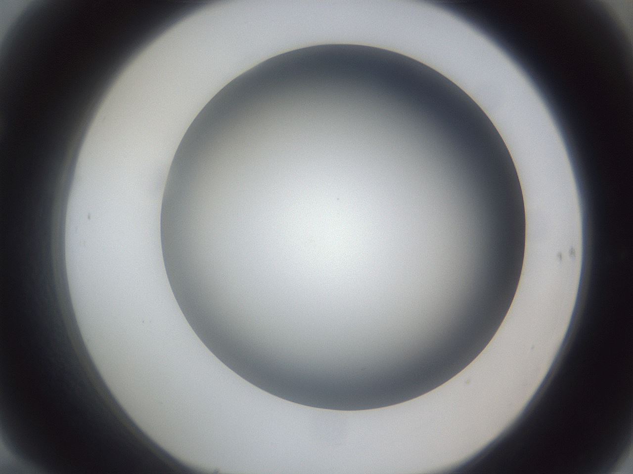 folderID384_plateID1384_batchID4986_wellNum70_profileID1_d1_r84661_ef.jpg