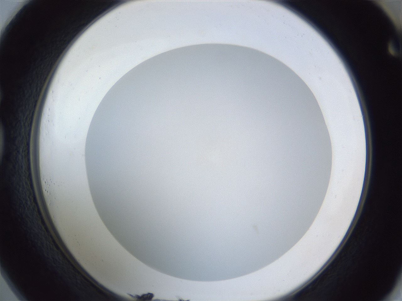 folderID384_plateID1384_batchID4986_wellNum73_profileID1_d1_r84664_ef.jpg