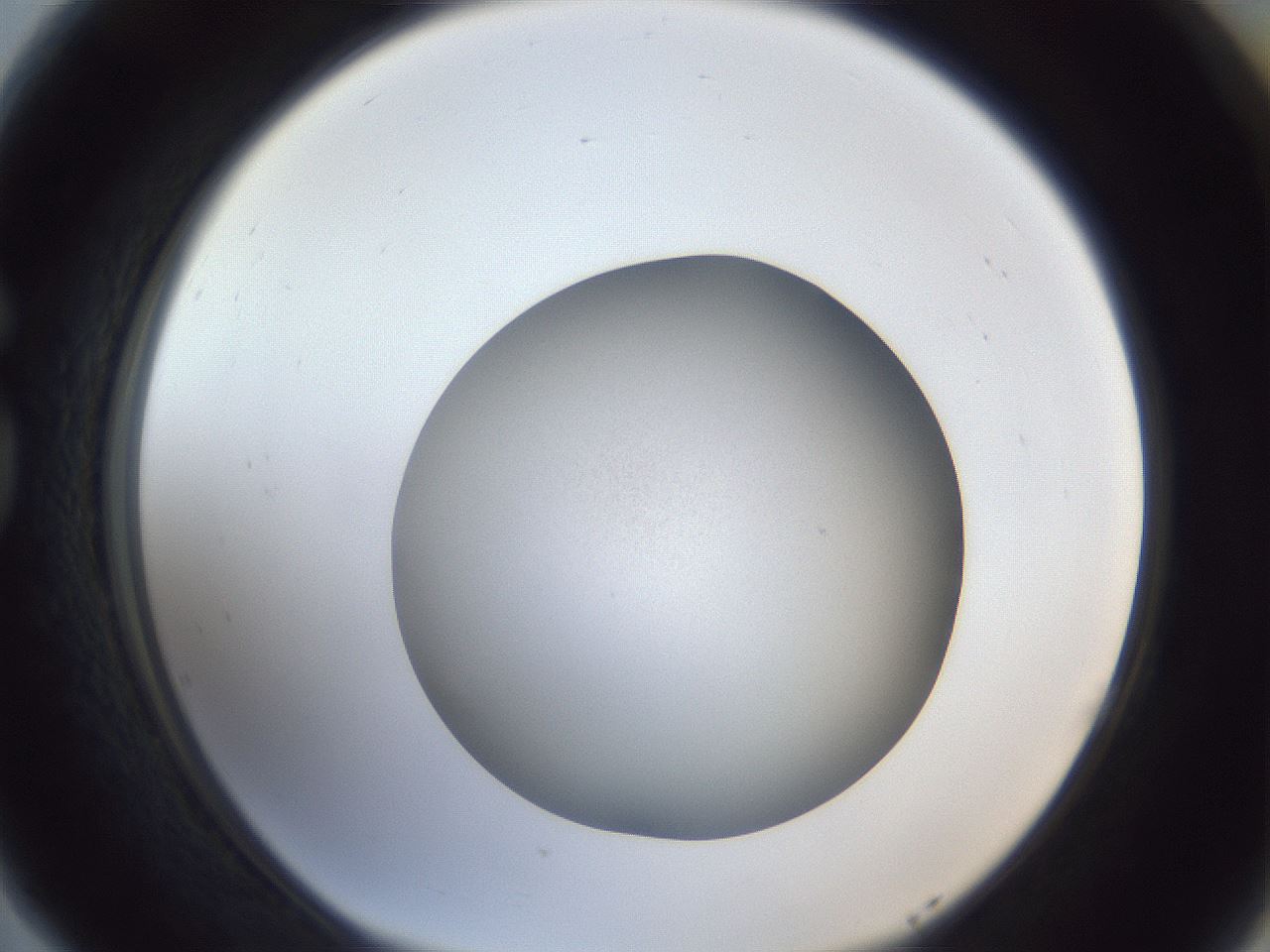 folderID384_plateID1384_batchID4986_wellNum77_profileID1_d1_r84668_ef.jpg