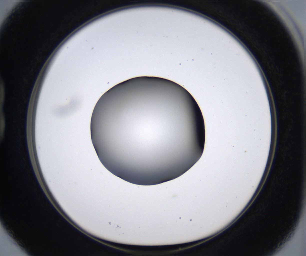 folderID384_plateID2384_batchID11266_wellNum15_profileID1_d1_r176049_ef.jpg