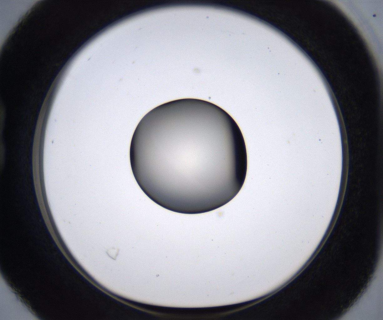 folderID384_plateID2384_batchID11266_wellNum16_profileID1_d1_r176050_ef.jpg