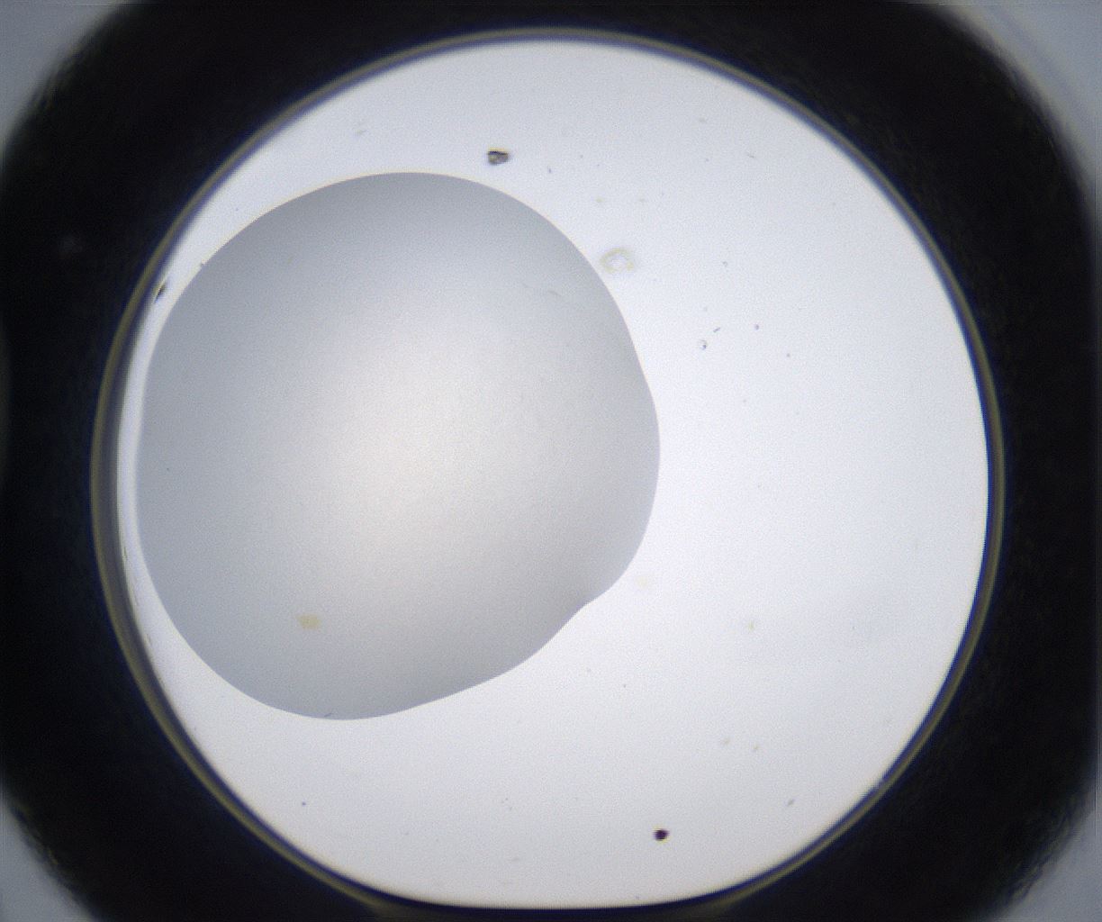 folderID384_plateID2384_batchID11266_wellNum44_profileID1_d1_r176078_ef.jpg