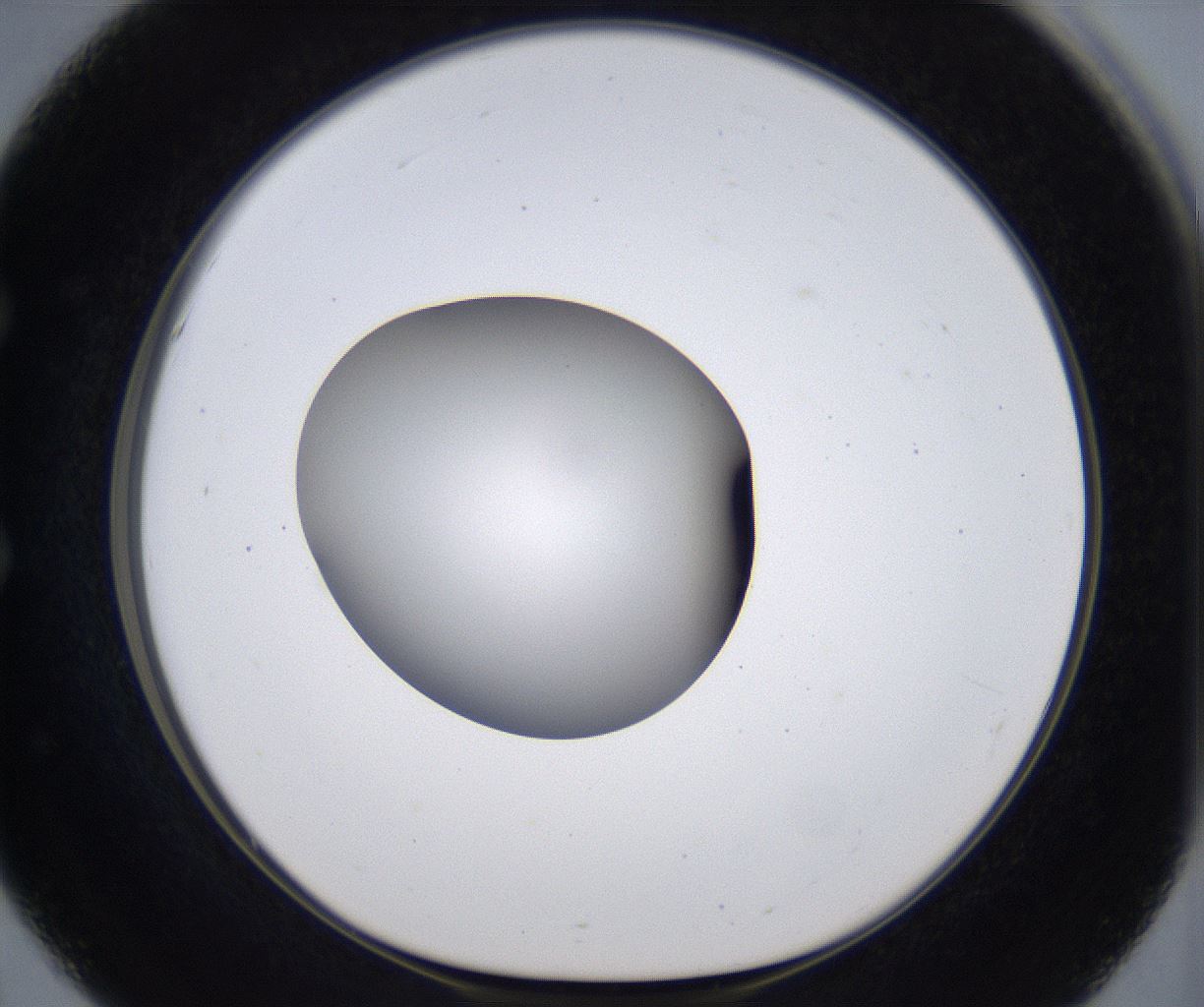 folderID384_plateID2384_batchID11266_wellNum51_profileID1_d1_r176085_ef.jpg