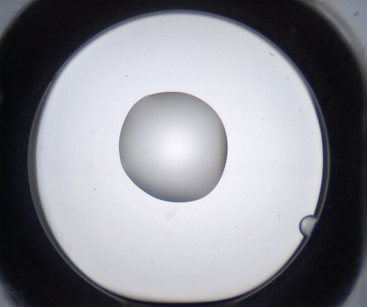 folderID384_plateID2384_batchID11266_wellNum64_profileID1_d1_r176098_ef.jpg