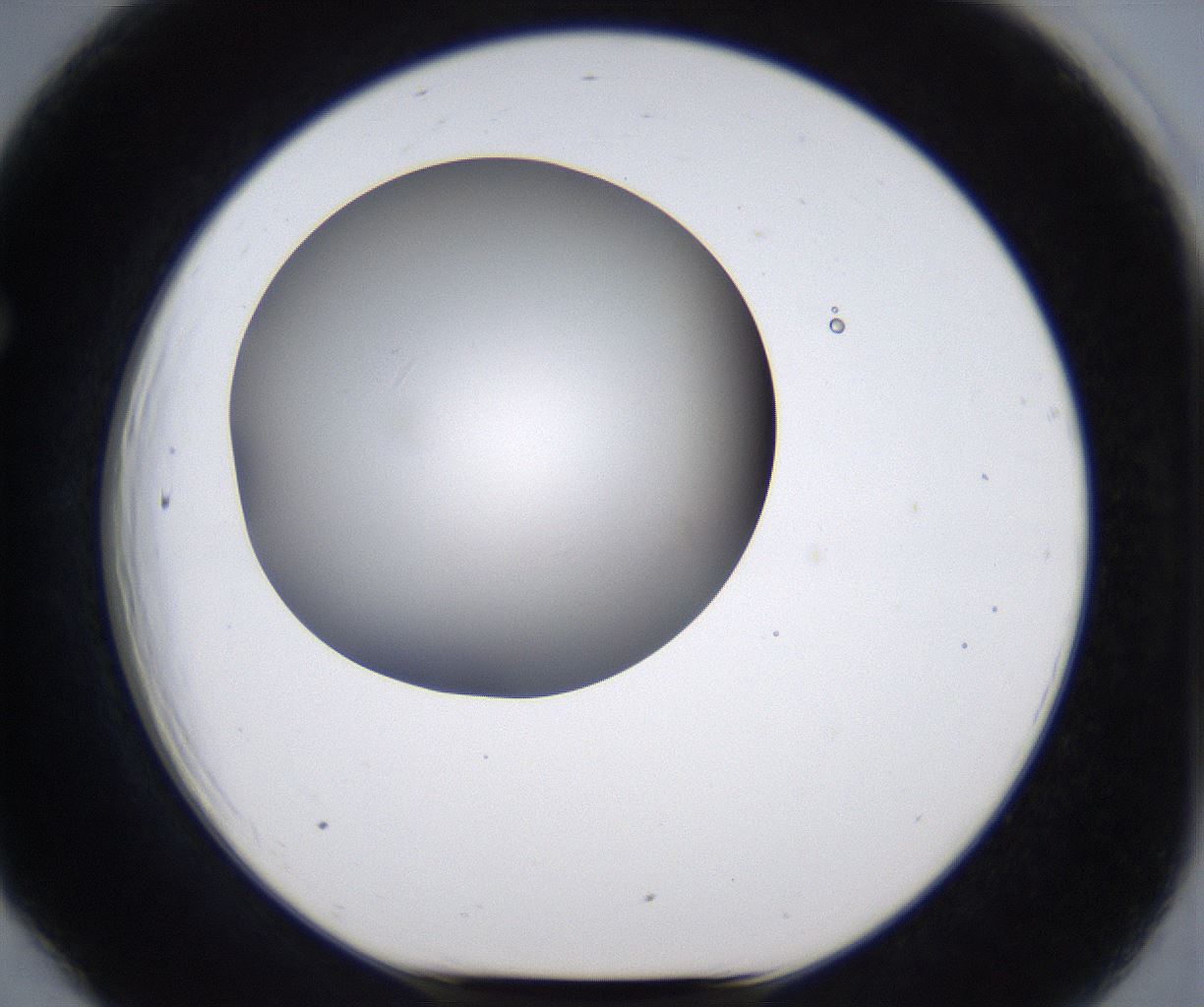 folderID384_plateID2384_batchID11266_wellNum66_profileID1_d1_r176100_ef.jpg