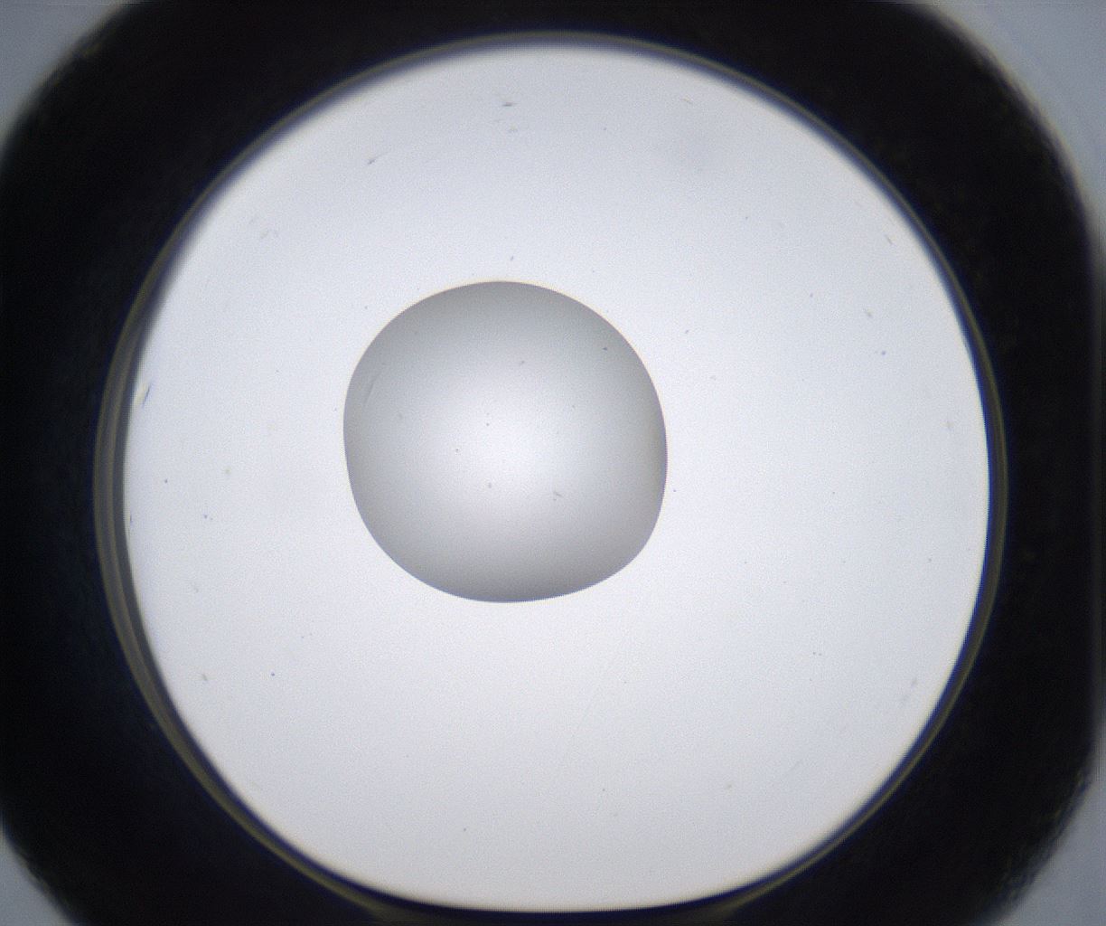 folderID384_plateID2384_batchID11266_wellNum67_profileID1_d1_r176101_ef.jpg