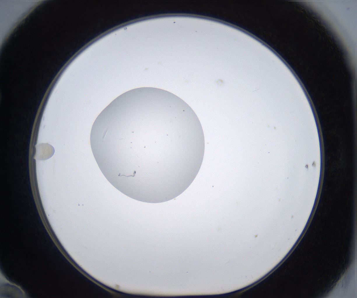 folderID384_plateID2384_batchID11266_wellNum70_profileID1_d1_r176104_ef.jpg