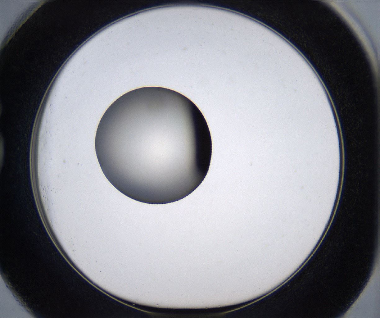 folderID384_plateID2384_batchID11266_wellNum73_profileID1_d1_r176107_ef.jpg