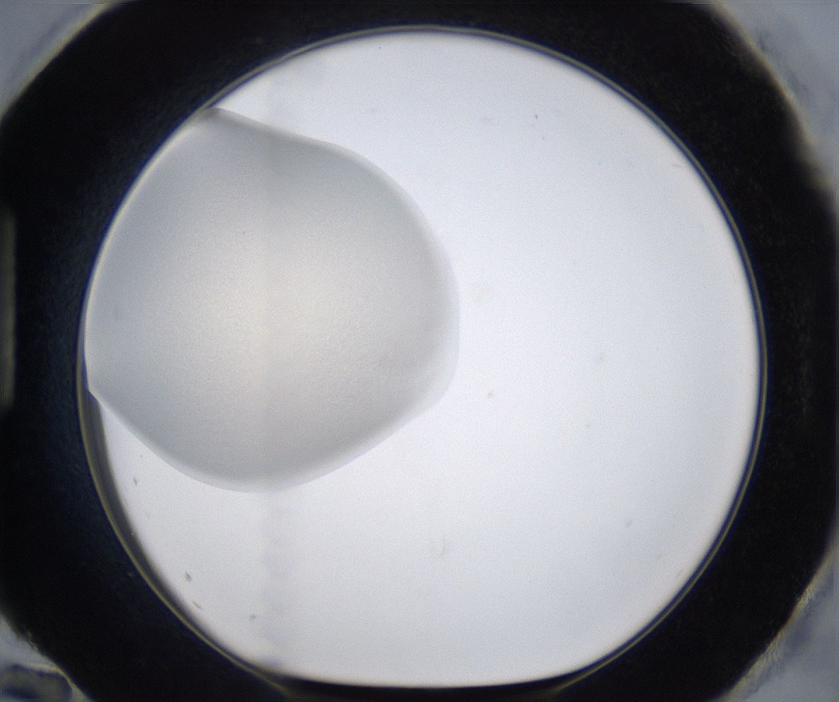 folderID384_plateID2384_batchID11266_wellNum96_profileID1_d1_r176130_ef.jpg