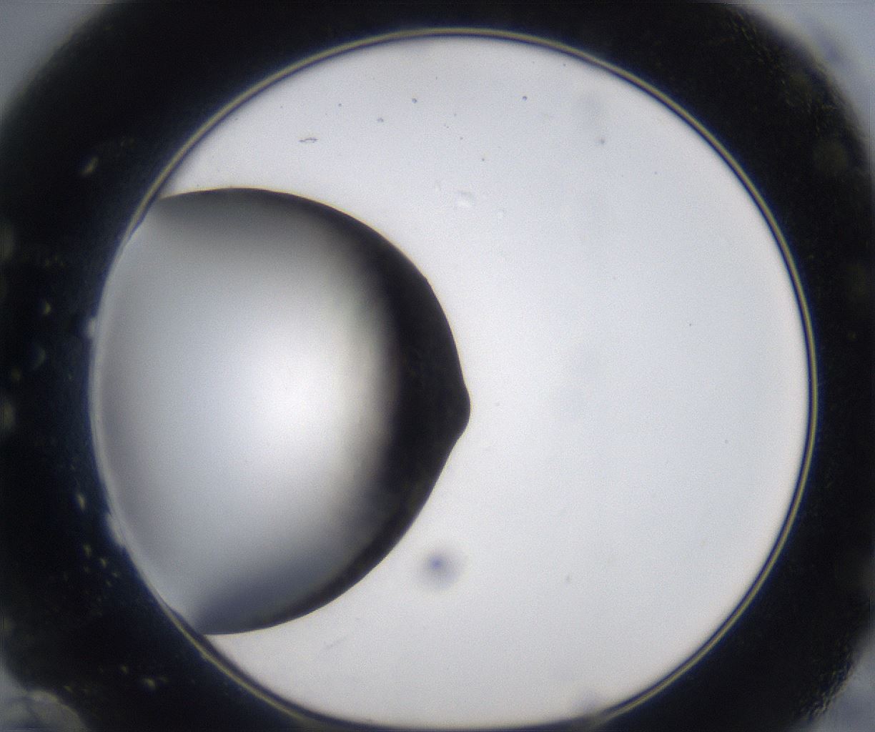 folderID384_plateID2384_batchID11266_wellNum60_profileID1_d1_r176094_ef.jpg