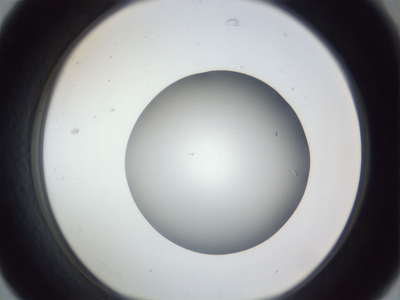 folderID385_plateID1385_batchID4987_wellNum31_profileID1_d1_r84718_ef.jpg