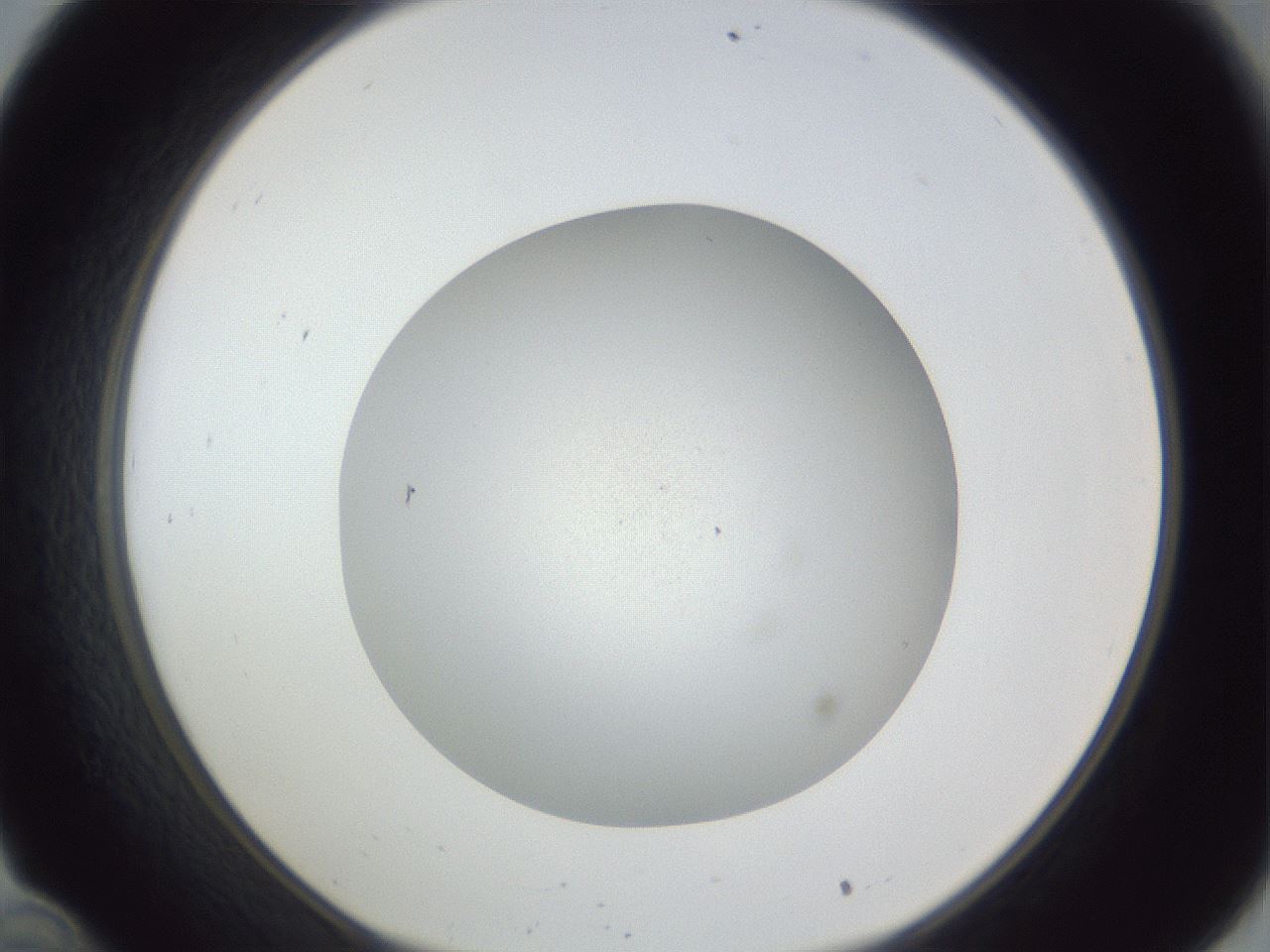folderID385_plateID1385_batchID4987_wellNum34_profileID1_d1_r84721_ef.jpg