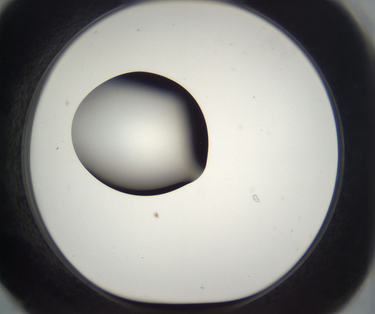 folderID385_plateID2385_batchID11269_wellNum78_profileID1_d1_r176784_ef.jpg