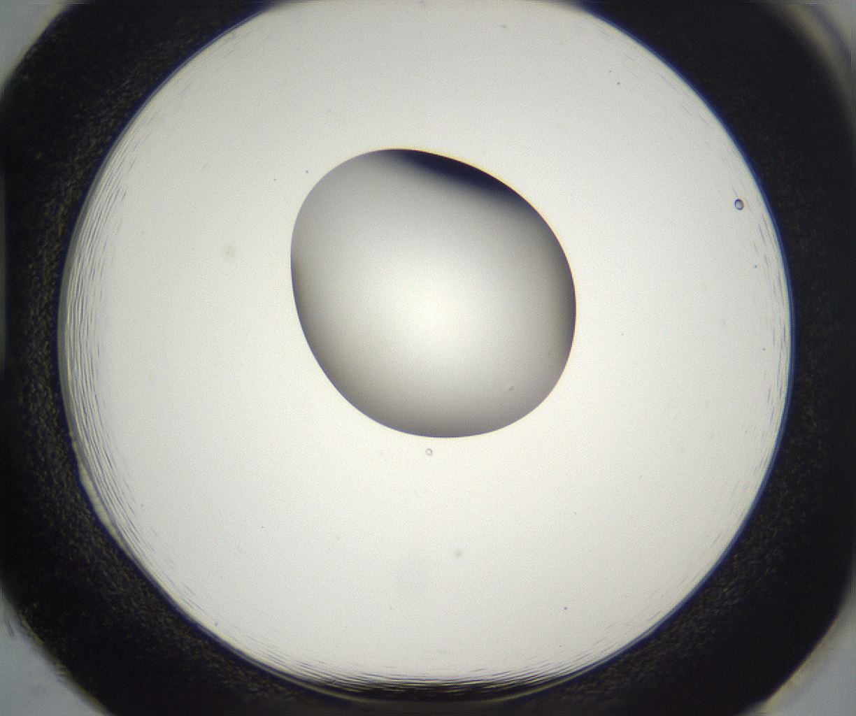 folderID385_plateID2385_batchID11269_wellNum85_profileID1_d1_r176791_ef.jpg