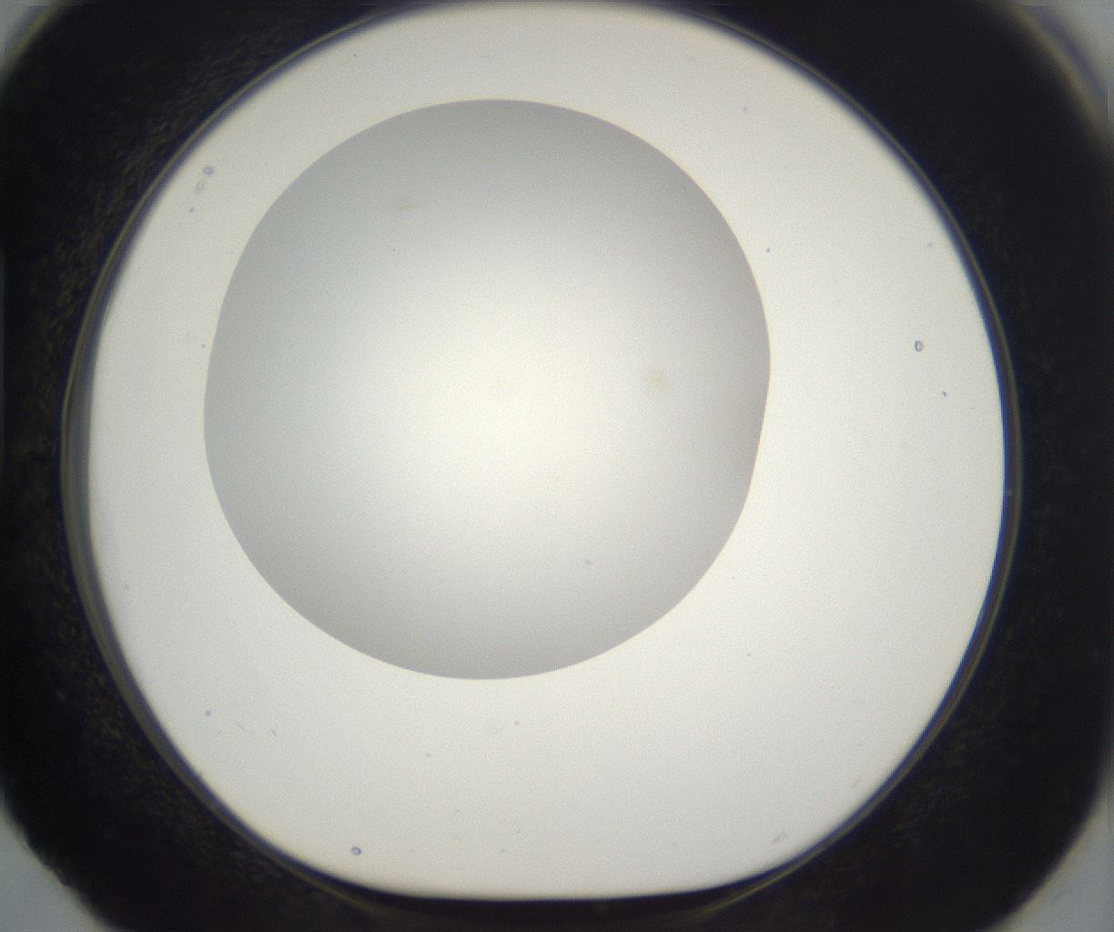 folderID385_plateID2385_batchID11269_wellNum88_profileID1_d1_r176794_ef.jpg