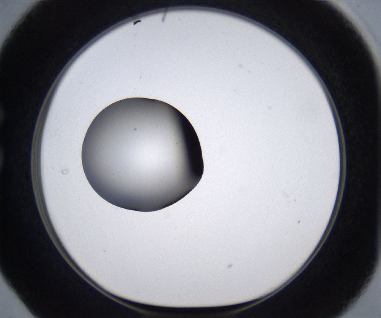folderID386_plateID2386_batchID11268_wellNum29_profileID1_d1_r176159_ef.jpg