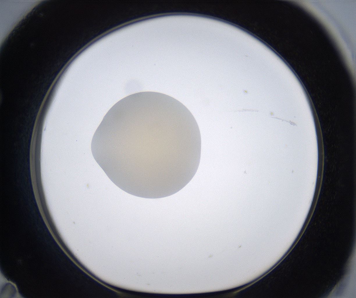 folderID386_plateID2386_batchID11268_wellNum71_profileID1_d1_r176201_ef.jpg