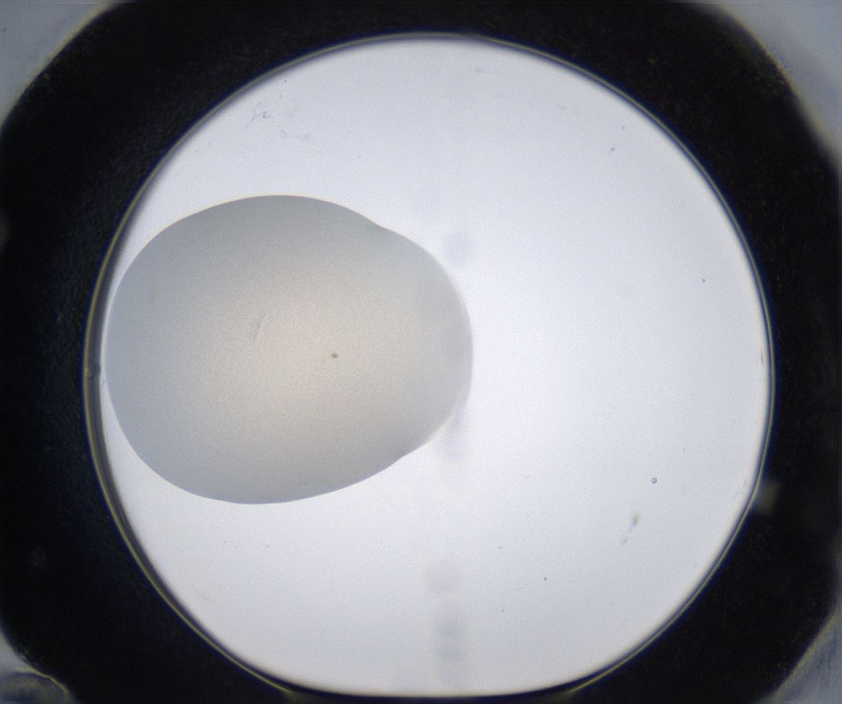 folderID386_plateID2386_batchID11268_wellNum72_profileID1_d1_r176202_ef.jpg