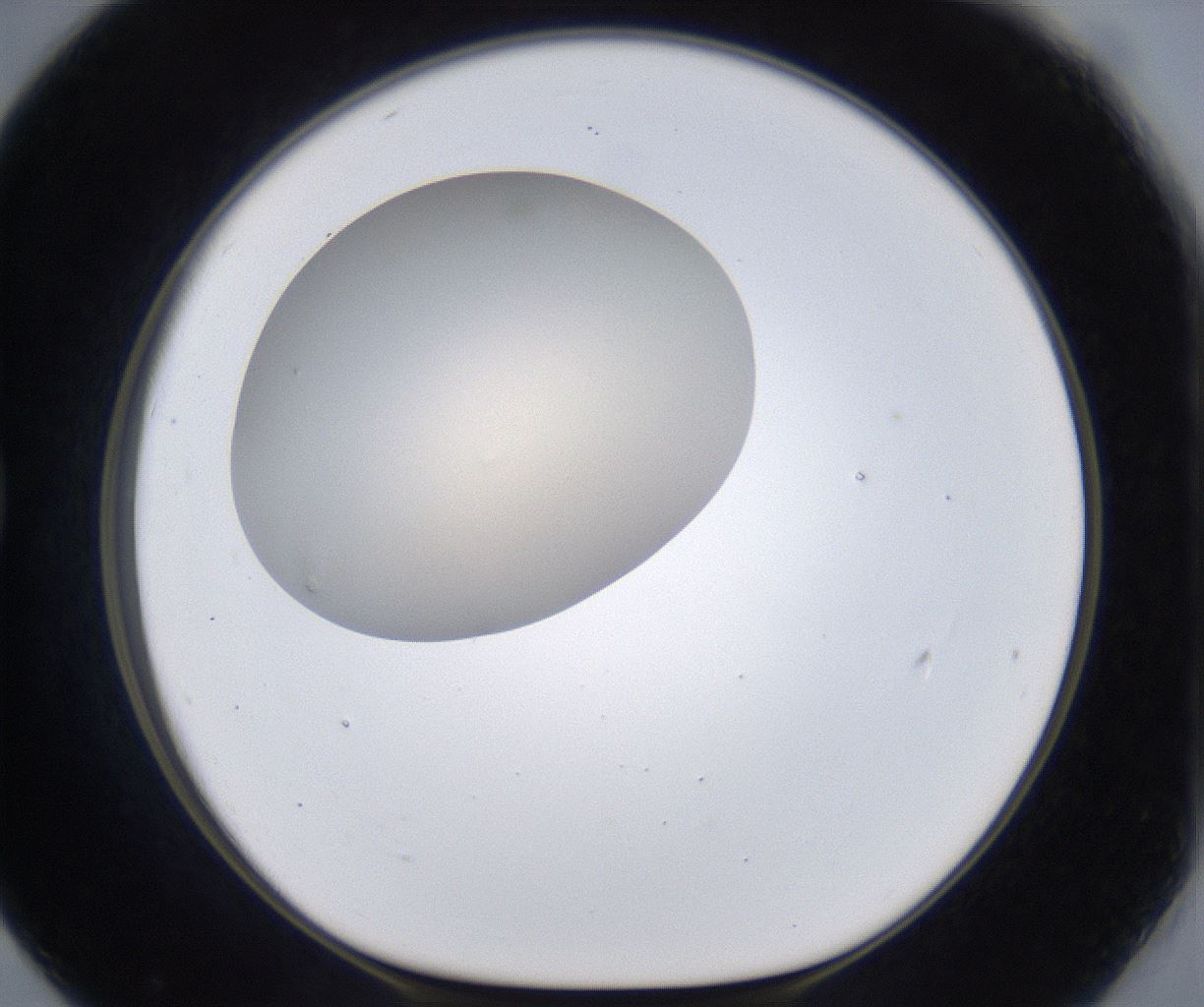 folderID386_plateID2386_batchID11268_wellNum79_profileID1_d1_r176209_ef.jpg