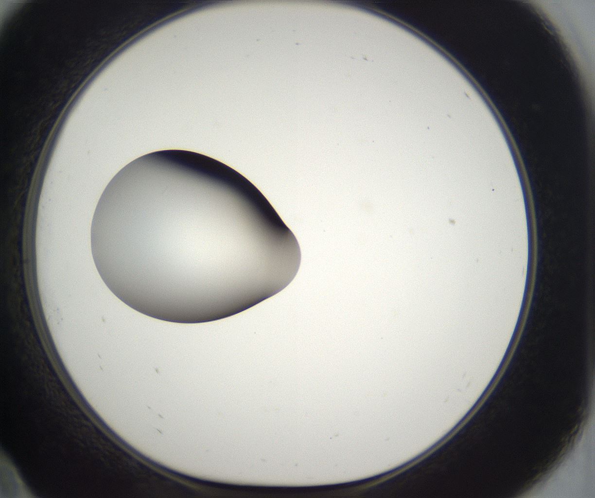 folderID387_plateID2387_batchID11271_wellNum10_profileID1_d1_r176812_ef.jpg