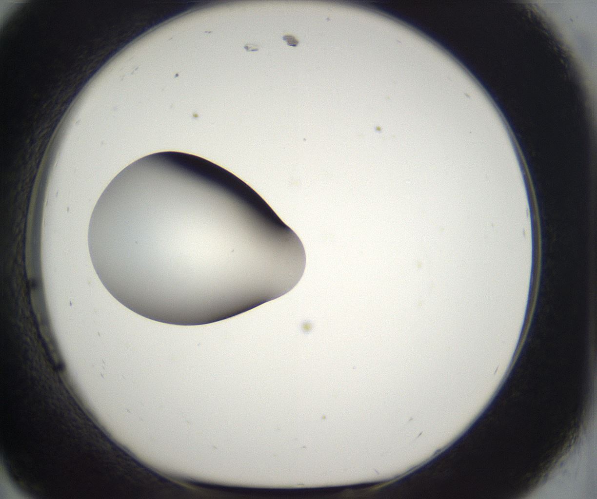 folderID387_plateID2387_batchID11271_wellNum11_profileID1_d1_r176813_ef.jpg