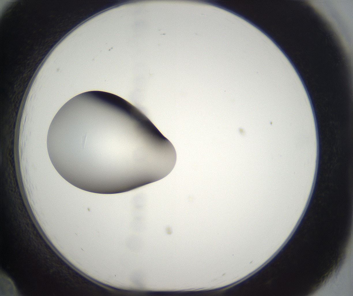 folderID387_plateID2387_batchID11271_wellNum12_profileID1_d1_r176814_ef.jpg