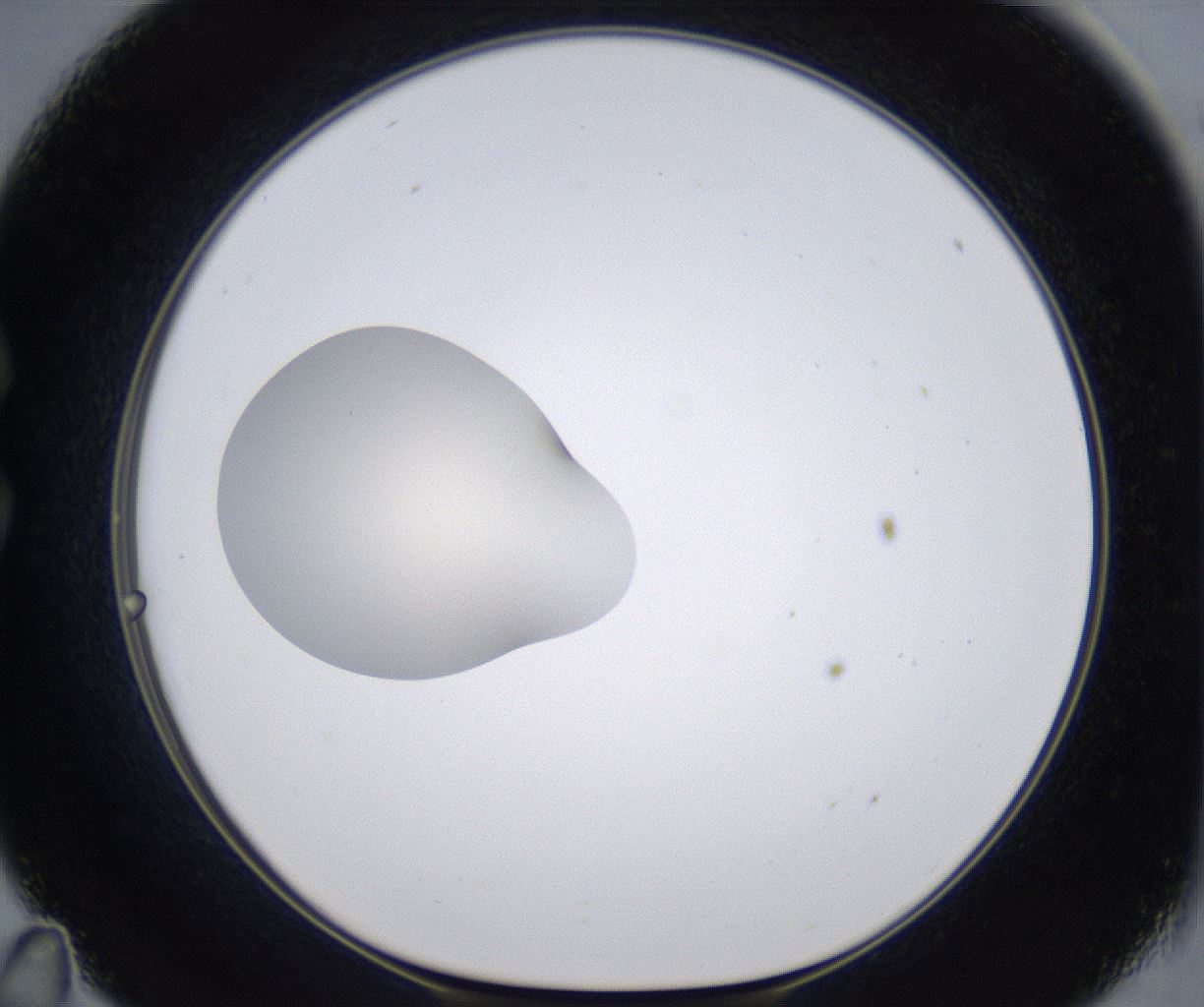 folderID388_plateID2388_batchID11270_wellNum35_profileID1_d1_r176261_ef.jpg