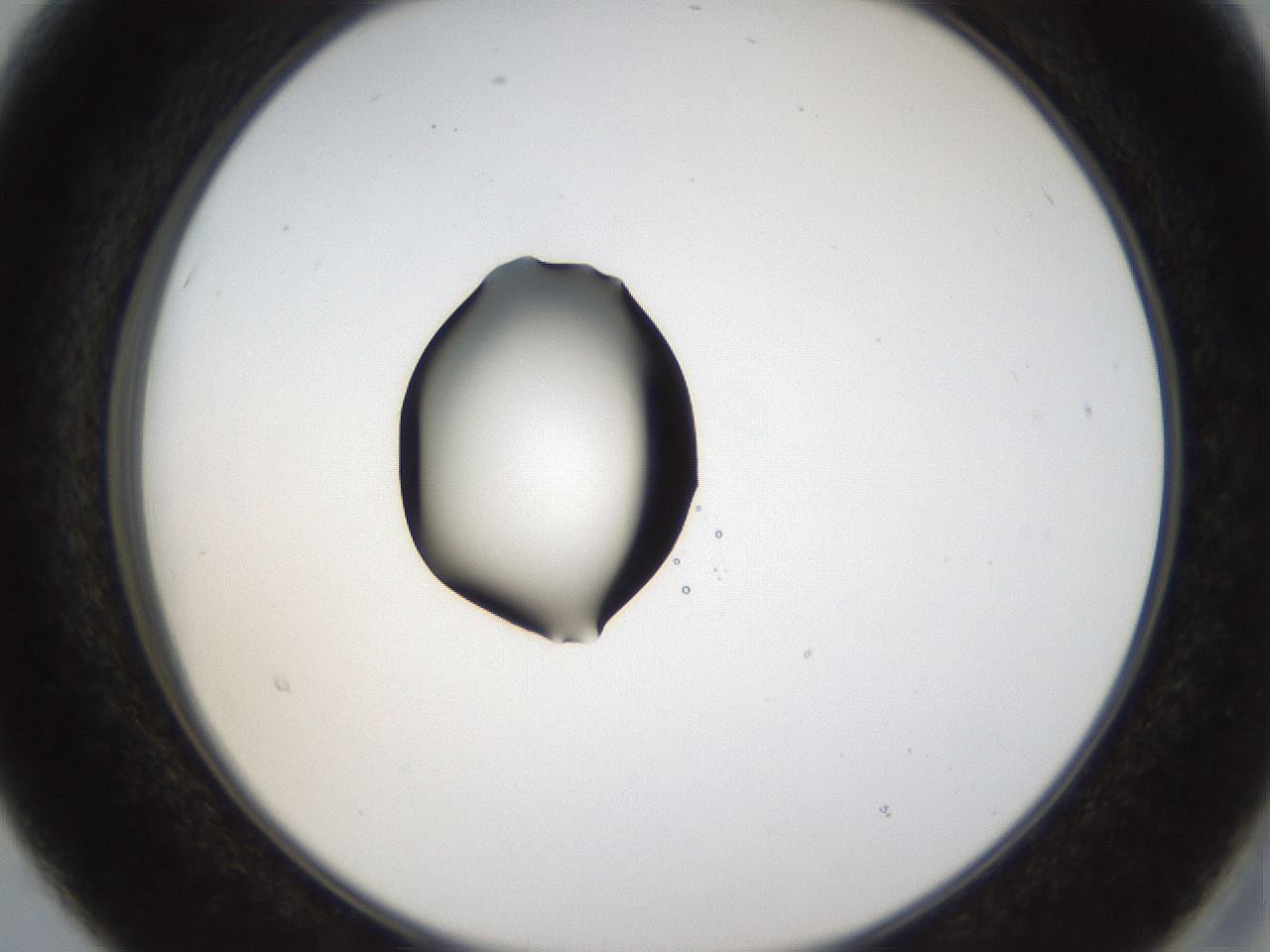 folderID38_plateID1038_batchID2105_wellNum15_profileID1_d2_r46373_ef.jpg
