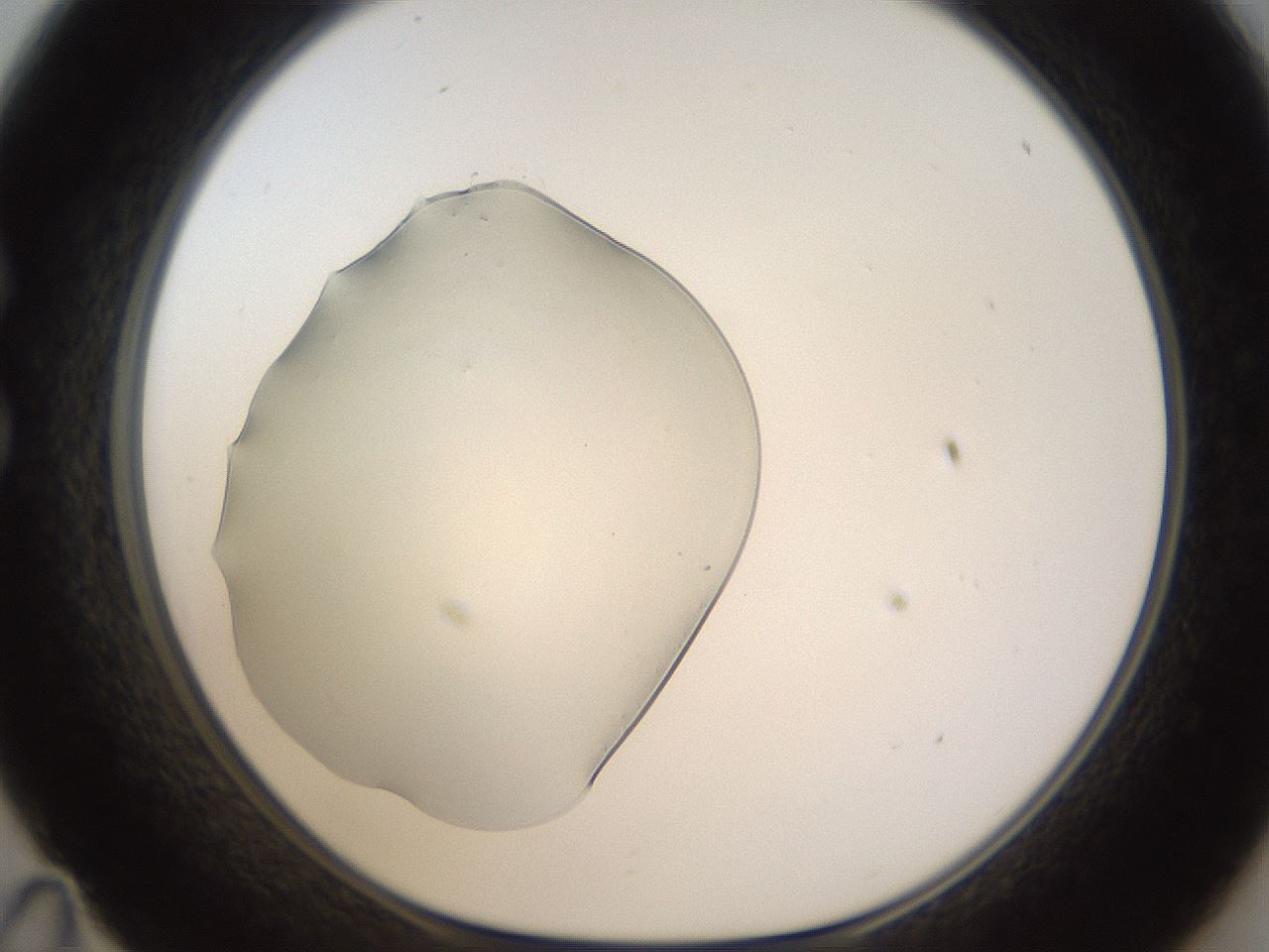 folderID389_plateID1389_batchID5012_wellNum35_profileID1_d1_r84916_ef.jpg