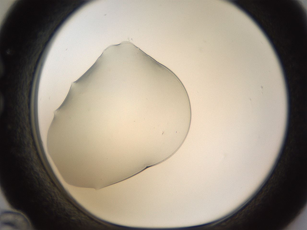 folderID389_plateID1389_batchID5012_wellNum36_profileID1_d1_r84917_ef.jpg