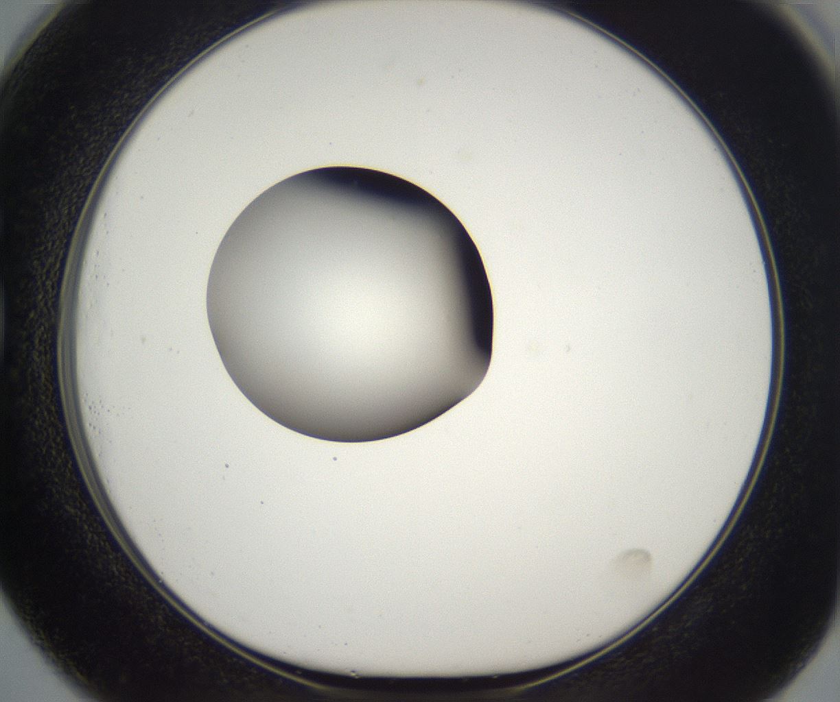 folderID389_plateID2389_batchID11273_wellNum73_profileID1_d1_r176971_ef.jpg