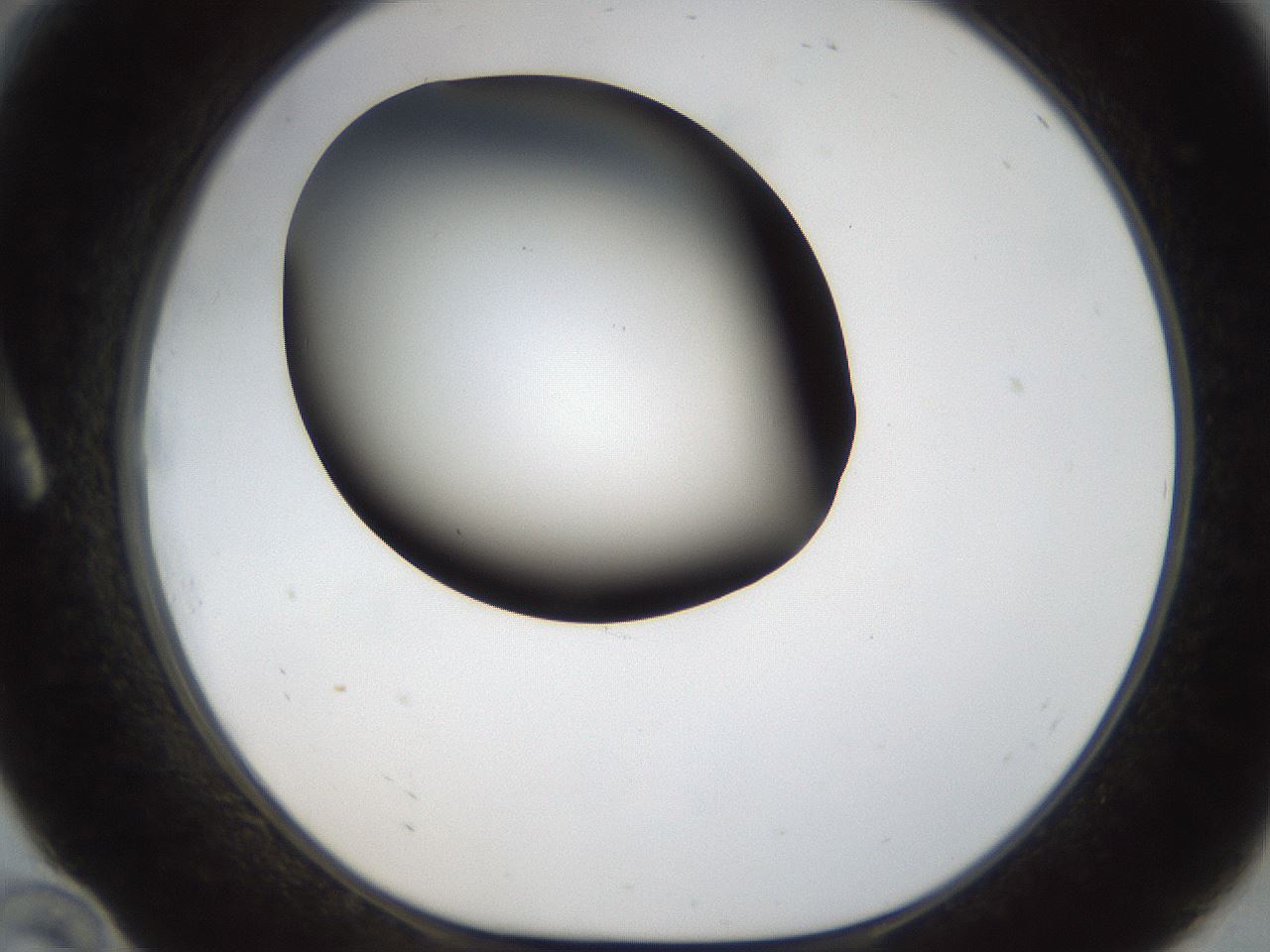 folderID38_plateID1038_batchID2105_wellNum10_profileID1_d1_r46362_ef.jpg
