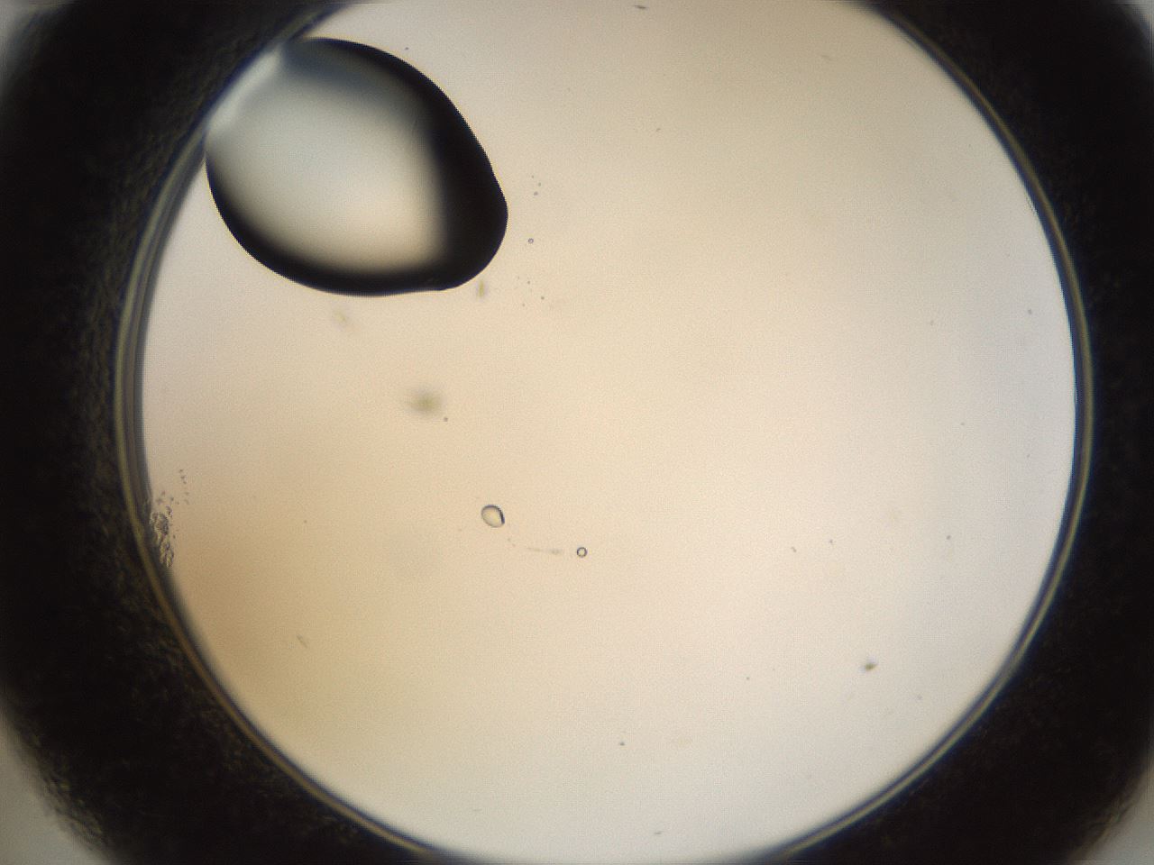 folderID38_plateID1038_batchID2105_wellNum11_profileID1_d2_r46365_ef.jpg