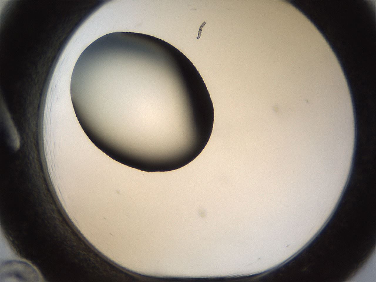 folderID38_plateID1038_batchID2105_wellNum12_profileID1_d1_r46366_ef.jpg