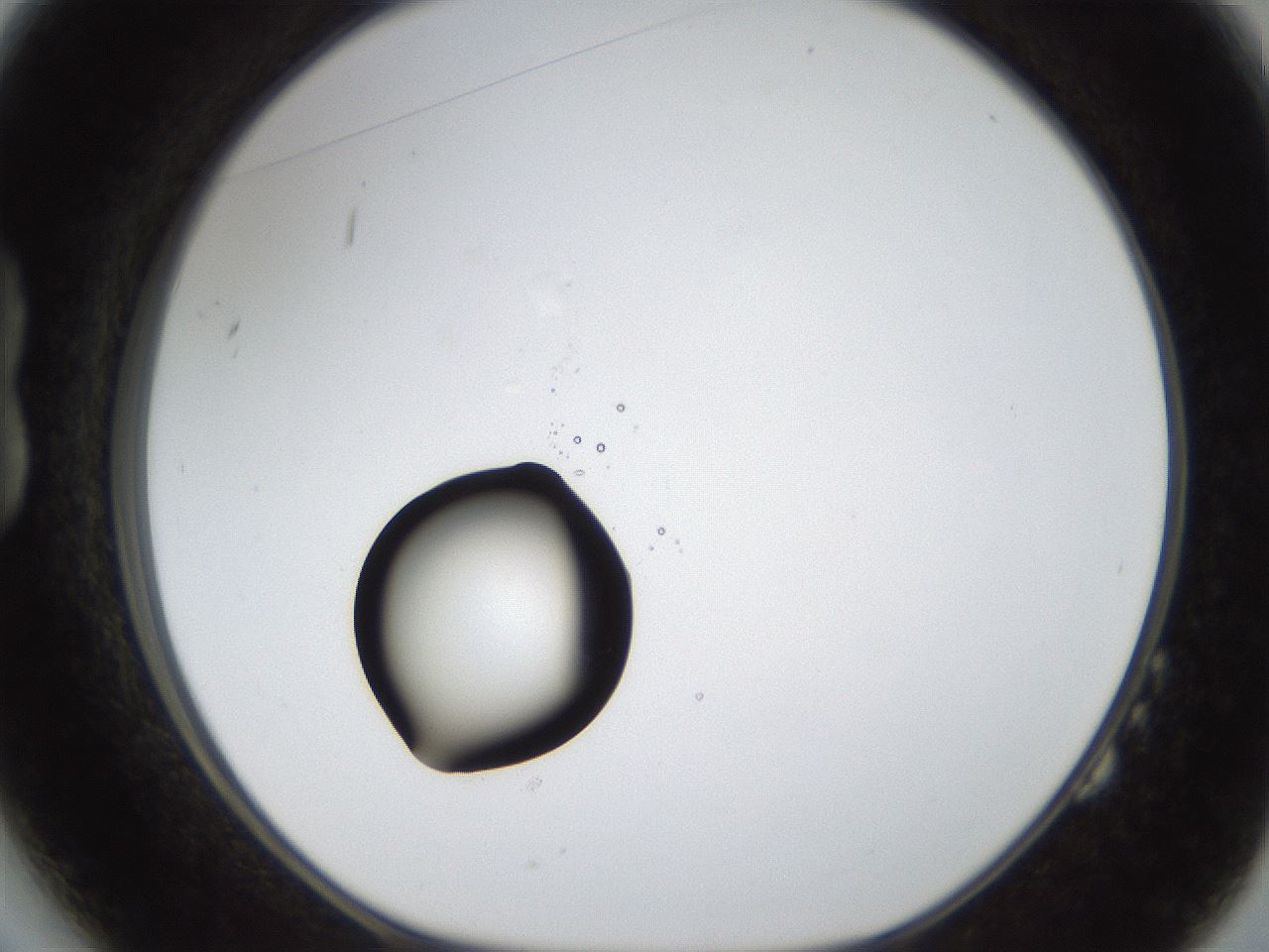 folderID38_plateID1038_batchID2105_wellNum14_profileID1_d1_r46370_ef.jpg
