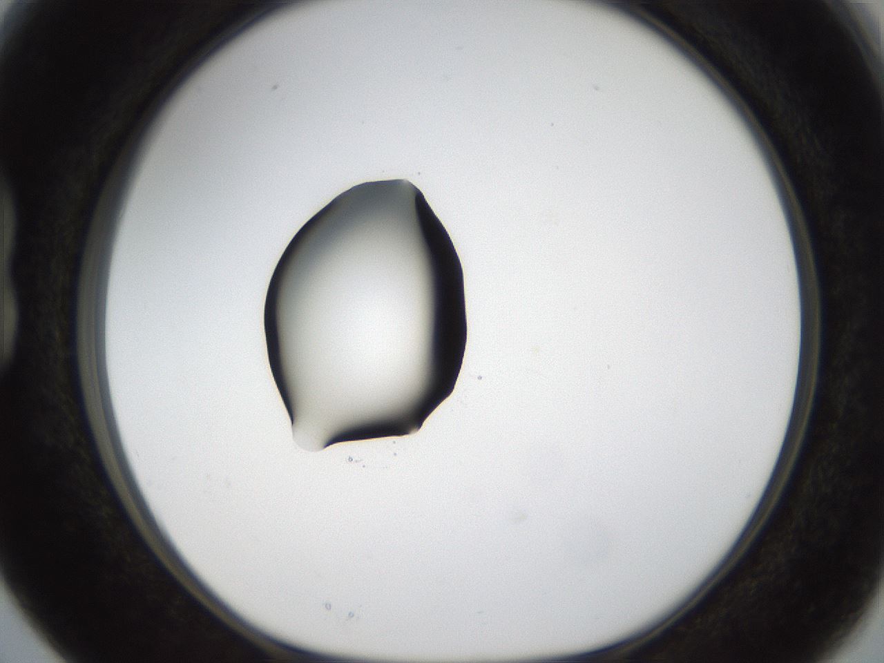 folderID38_plateID1038_batchID2105_wellNum15_profileID1_d1_r46372_ef.jpg