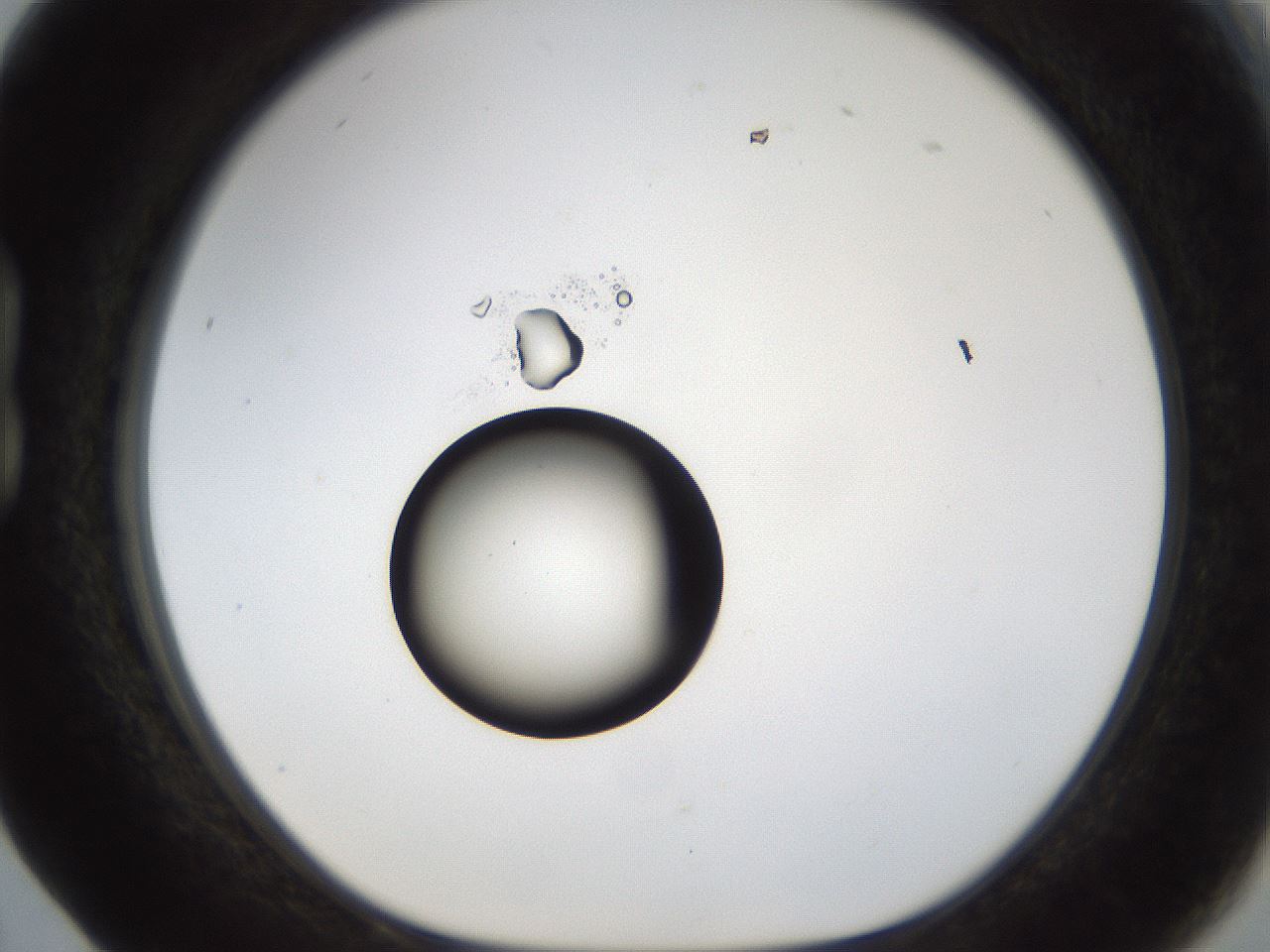 folderID38_plateID1038_batchID2105_wellNum17_profileID1_d1_r46376_ef.jpg