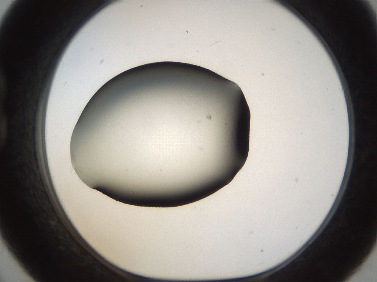 folderID38_plateID1038_batchID2105_wellNum21_profileID1_d1_r46384_ef.jpg