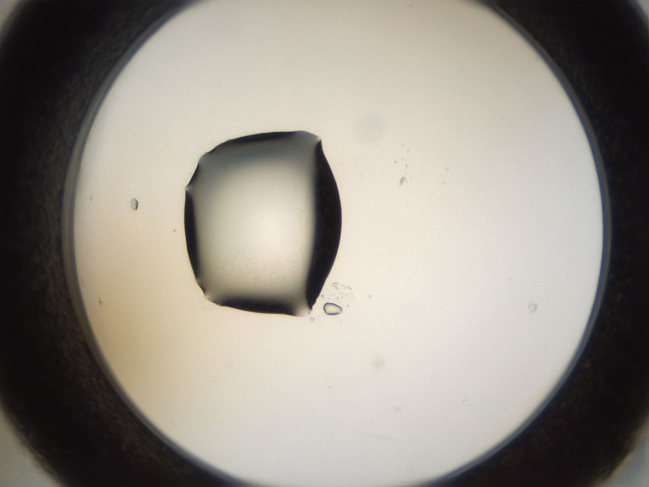folderID38_plateID1038_batchID2105_wellNum21_profileID1_d2_r46385_ef.jpg