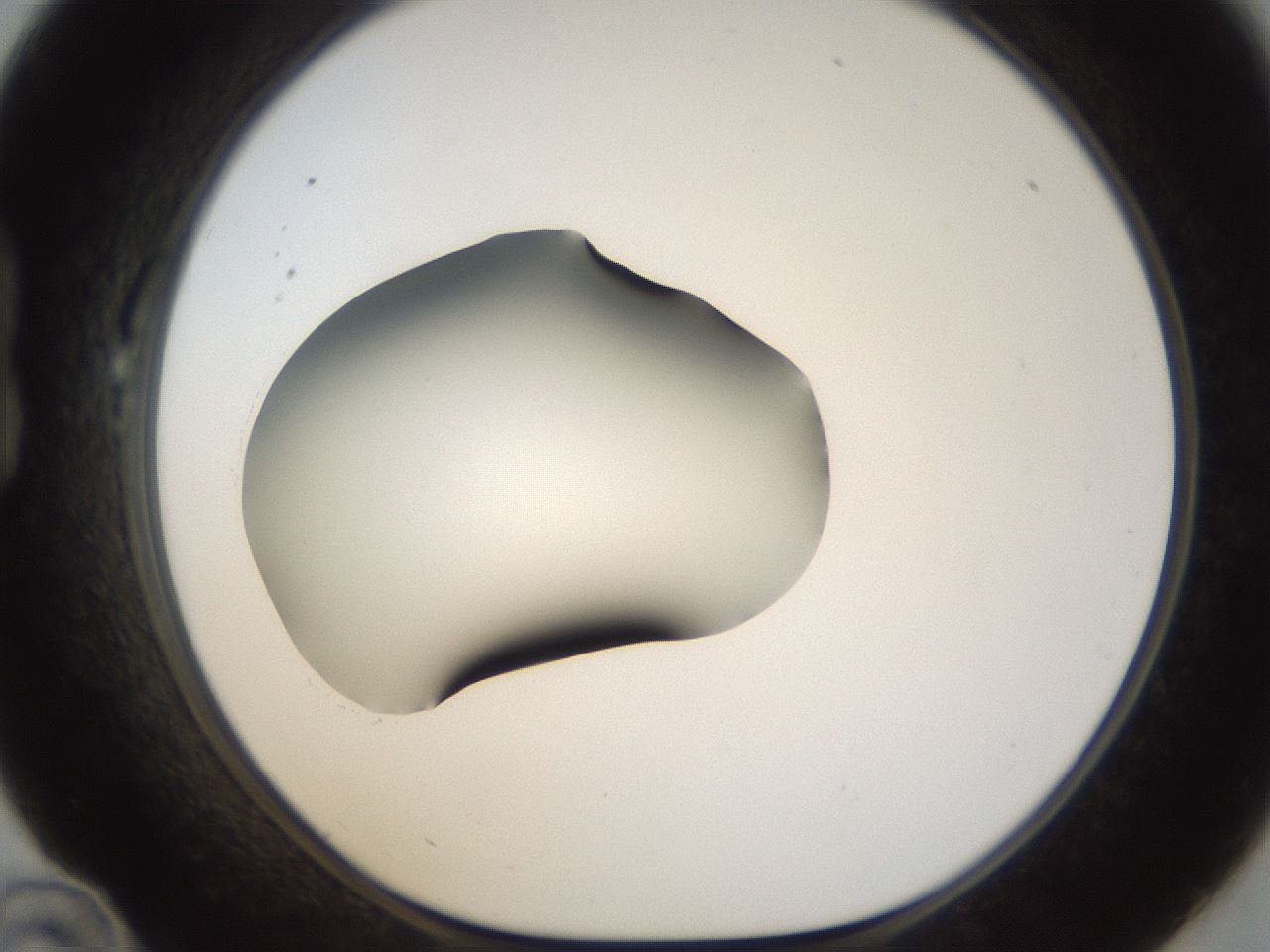 folderID38_plateID1038_batchID2105_wellNum22_profileID1_d1_r46386_ef.jpg