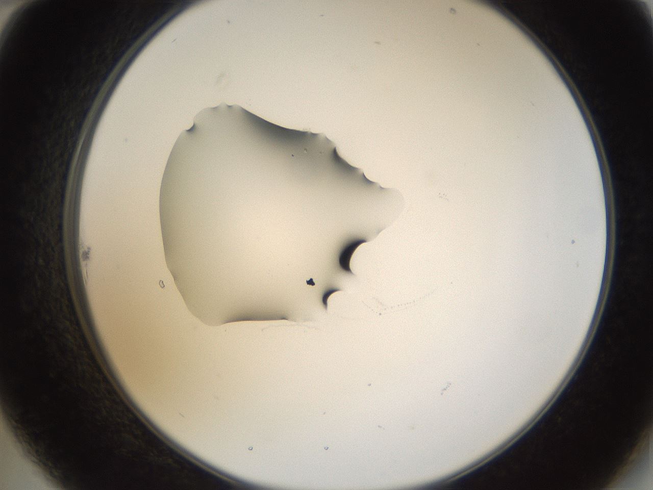 folderID38_plateID1038_batchID2105_wellNum22_profileID1_d2_r46387_ef.jpg