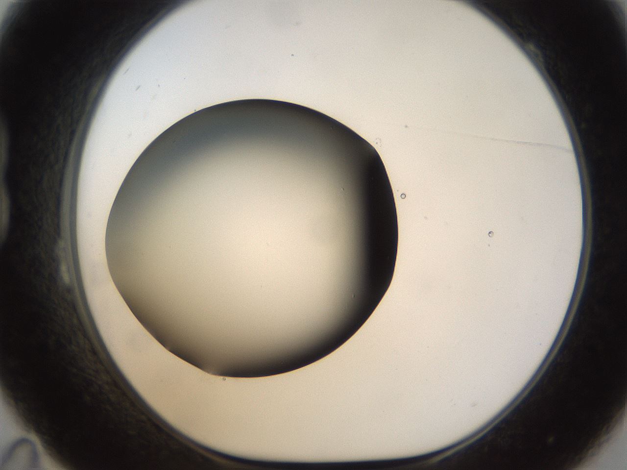folderID38_plateID1038_batchID2105_wellNum23_profileID1_d1_r46388_ef.jpg