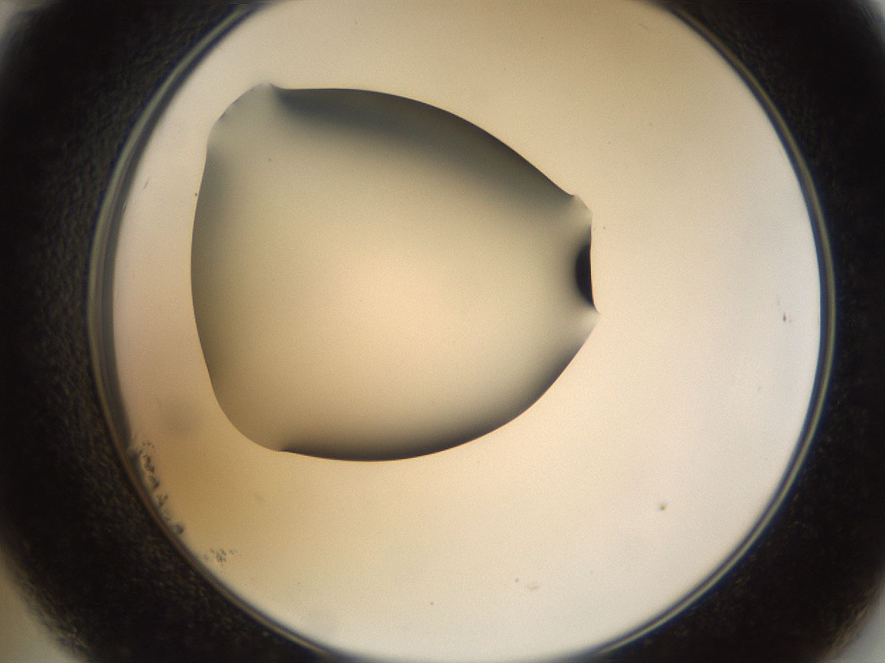 folderID38_plateID1038_batchID2105_wellNum23_profileID1_d2_r46389_ef.jpg